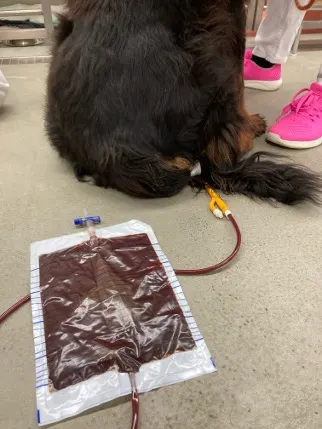 A rectal catheter bag connected to a dog.