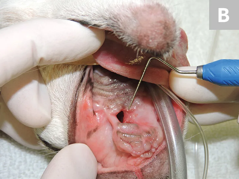 Figure 5A: Close-up of periodontal probe being inserted into oronasal fistula in a dog. Figure 5B: Close up of intubated dog mouth with periodontal probe pointing to oronasal fistula.