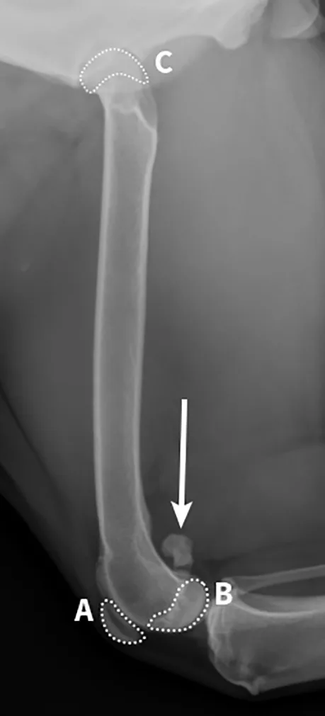 Radiographic images of a dog’s femur.