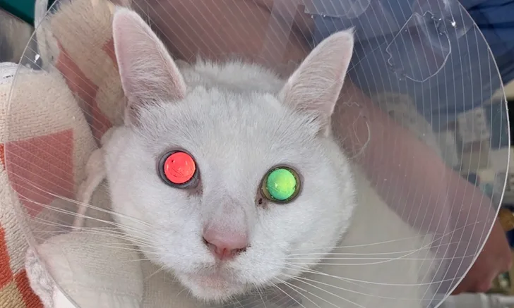Cat wearing clear plastic E-collar looking into camera with dilated eyes reflecting red on right side and green on left side.