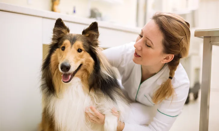a woman veterinarian pets a collie