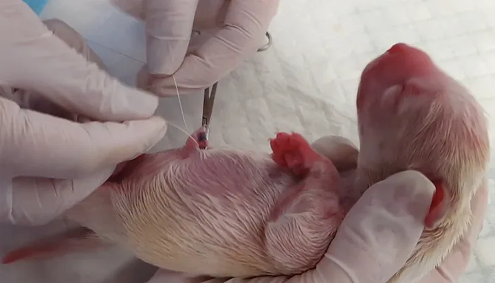 Close-up of gloved hands tying suture around the clamped umbilicus of a neonatal puppy.