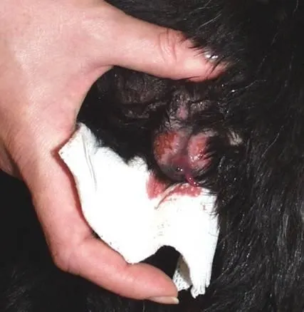 selected slide image