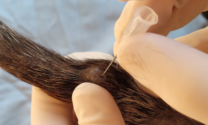 A gloved hand inserting a needle into a mass on a dog’s tail.