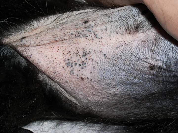 Ventral abdomen of a dog with multiple black punctate lesions.