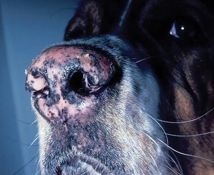 Mottled black and pink coloration with mild crusting of a dog's nasal planum.