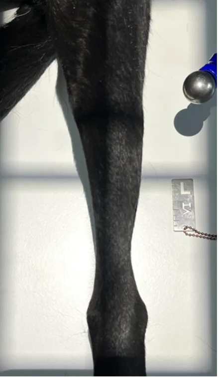 Proper collimator beam alignment and positioning of a dog's pelvic limb to obtain a cranial caudal radiograph of the tibia.