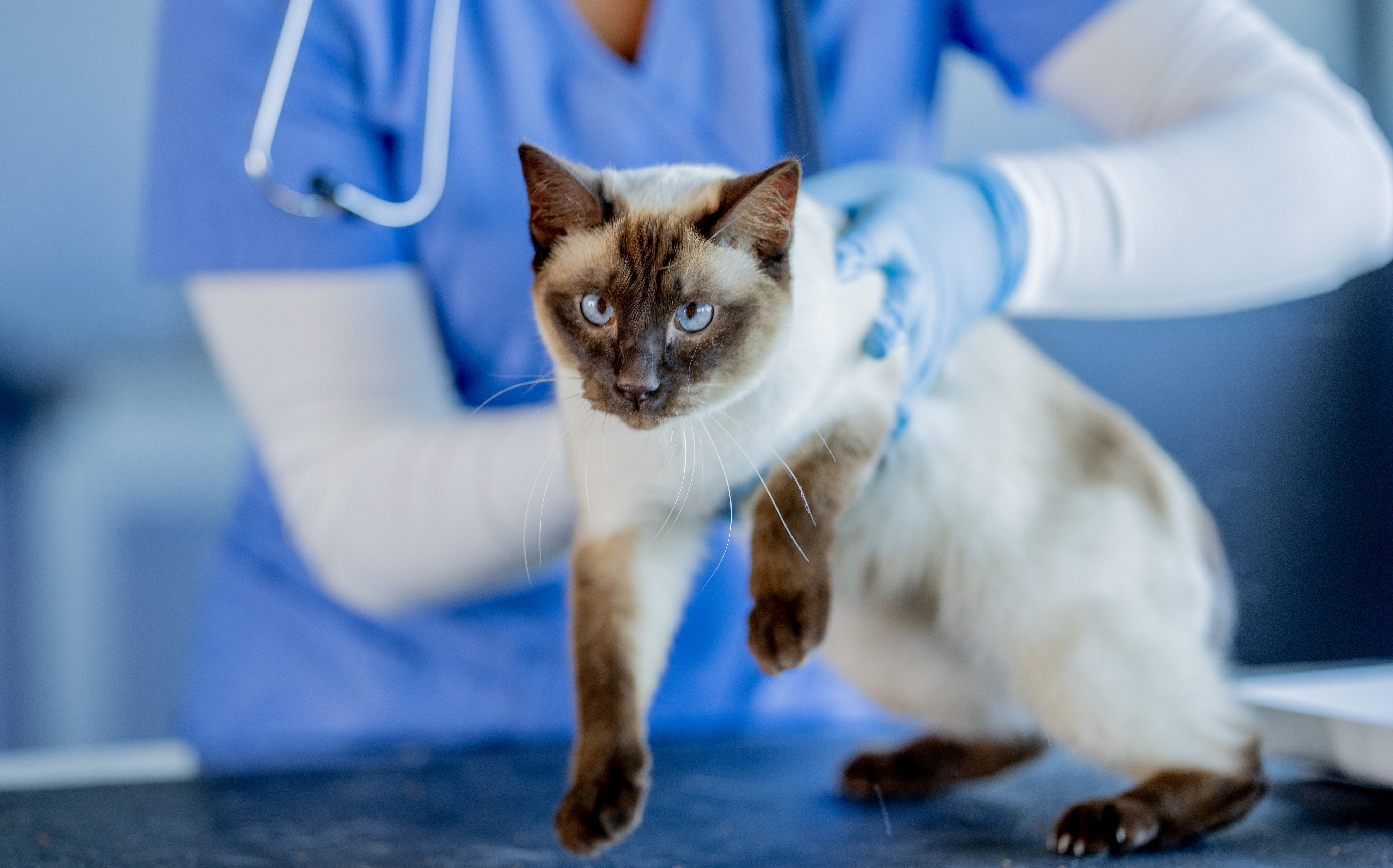 Your Go-To Resource for Veterinary Essentials & Insights