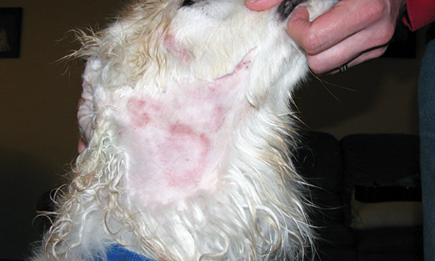 Dog skin hotsell infection remedy