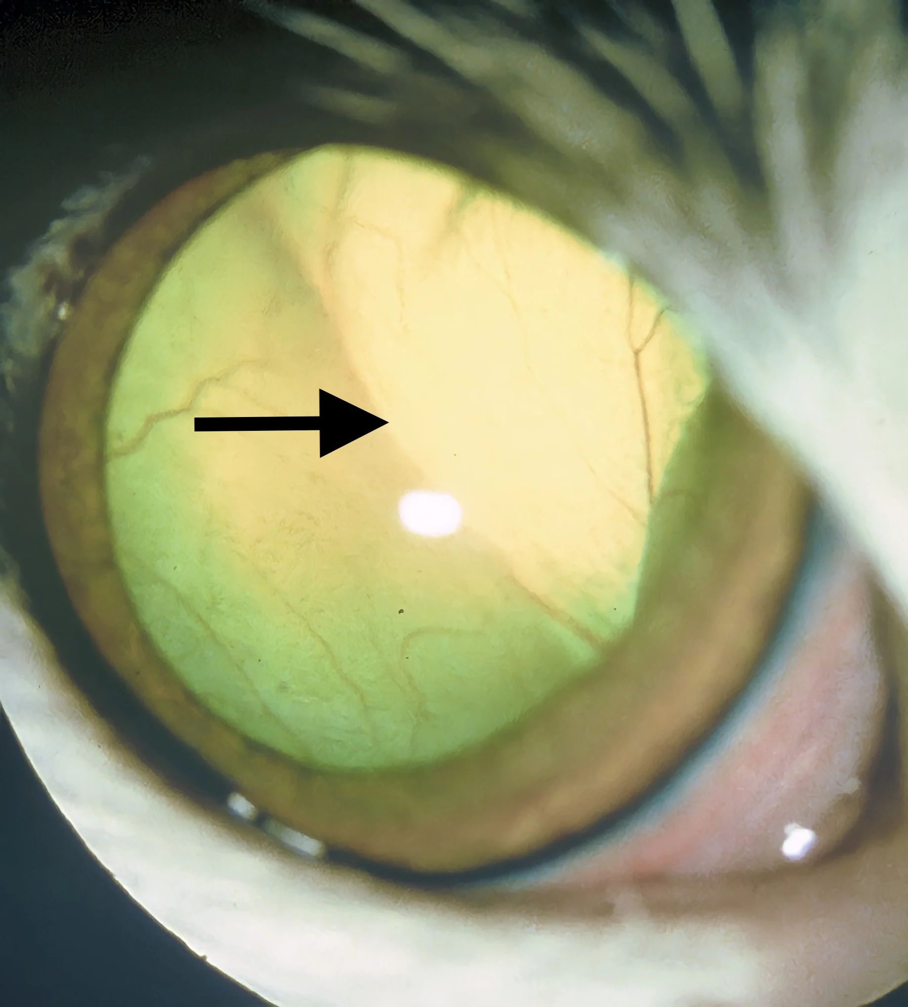 Cat retina visible with arrow pointing to subtle line delineating bright dorsal reflective area from less bright ventral area.