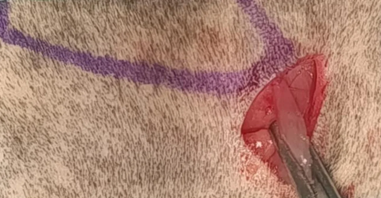 Small incision on the clipped fur of a cat.