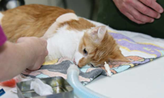 Illustration of Cats With Leukemia Anesthesia And Anesthetic Complications
