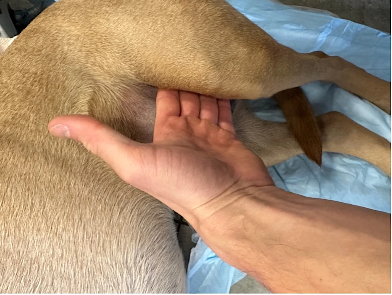 A laterally recumbent dog with fingers lightly touching the medial aspect of a dog’s upper hindlimb.