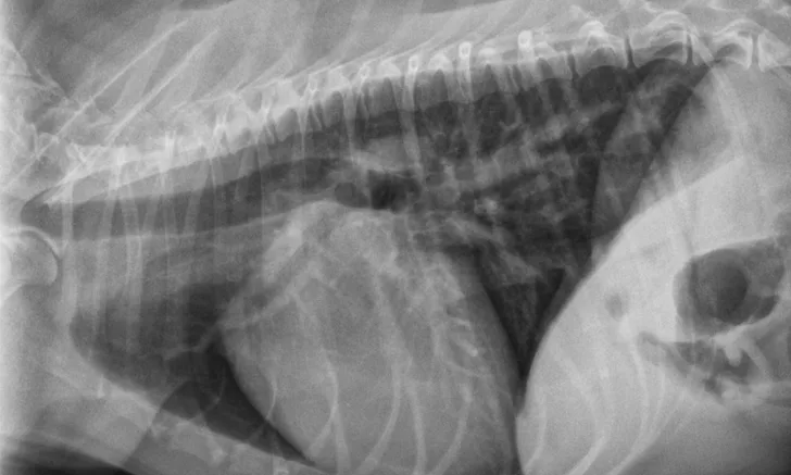 Right lateral thoracic radiograph of a dog centered on the cardiac silhouette.