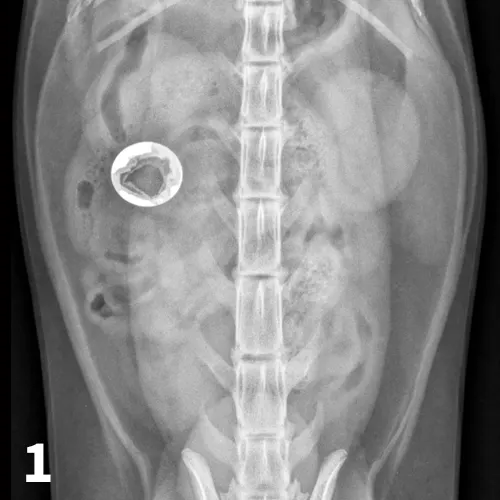 A ventrodorsal abdominal radiograph showing a round metallic object in the small intestine. 