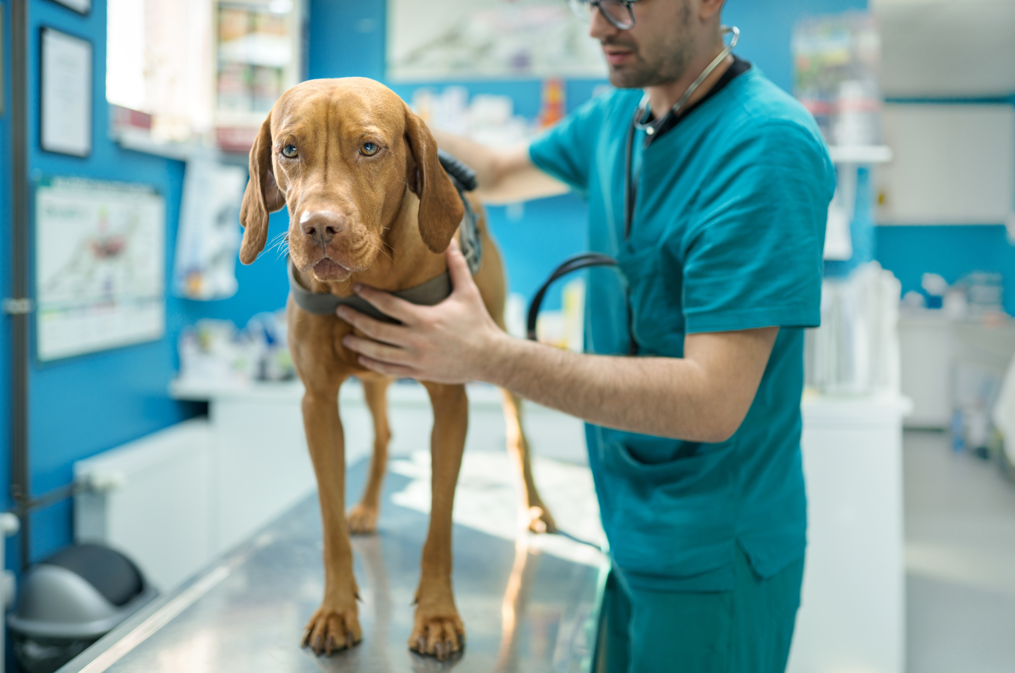 Your Go-To Resource for Veterinary Essentials & Insights