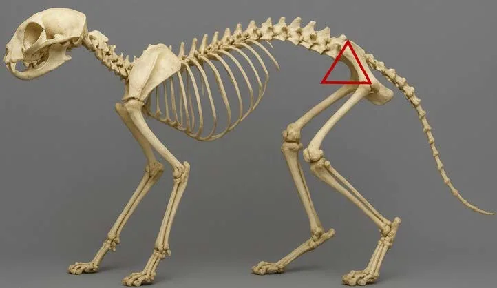 Skeleton of a standing cat with a triangle demonstrating its location relative to anatomical landmarks.
