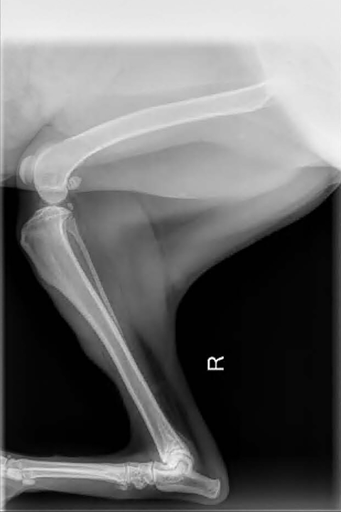 Acute Lameness in a 3-Year-Old Spayed Pointer: Case