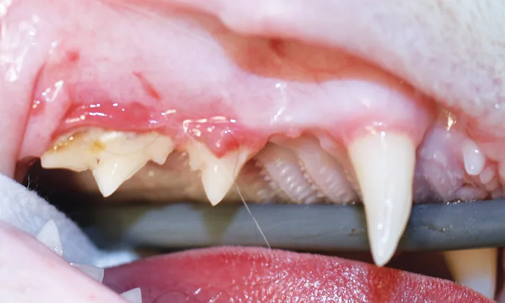 Close-up, lateral image of right cat maxilla 