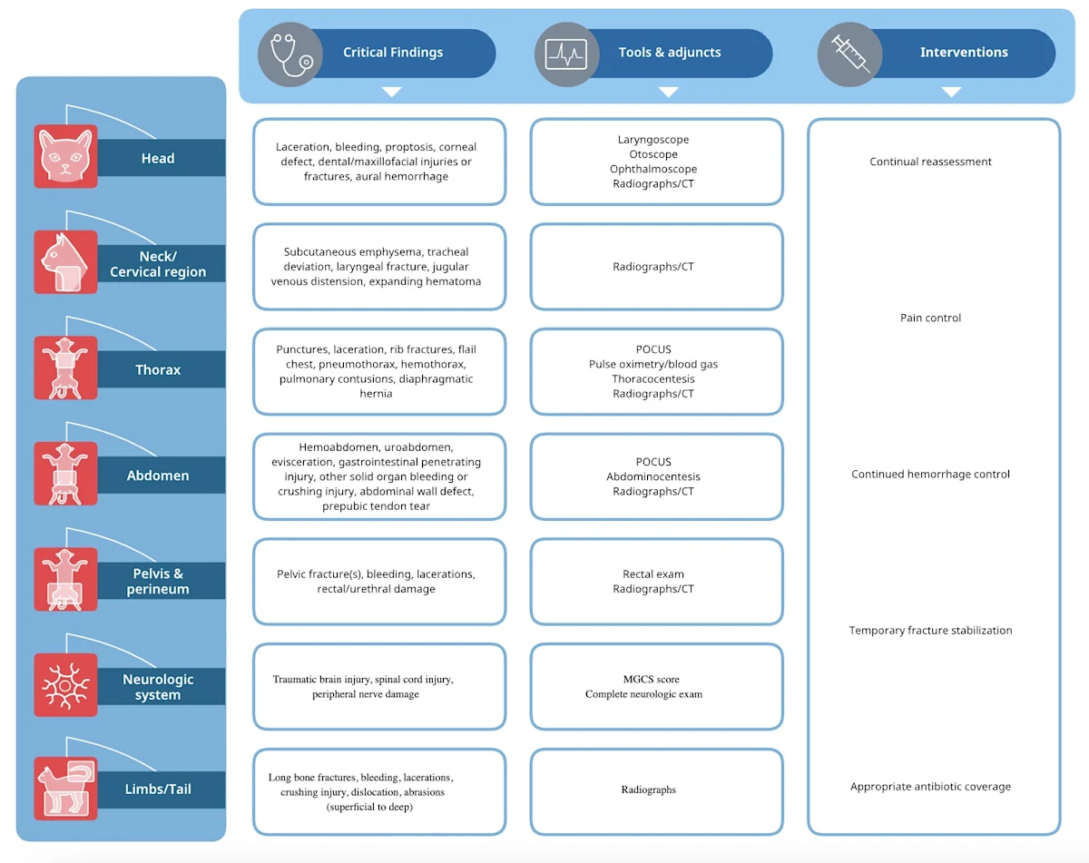 Graph outlining the steps suggested for secondary survey.