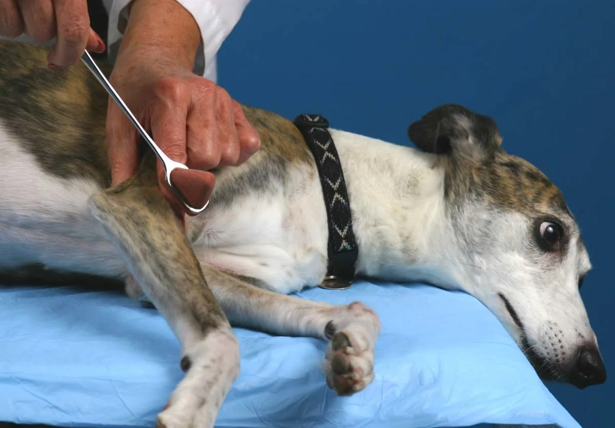 selected slide image