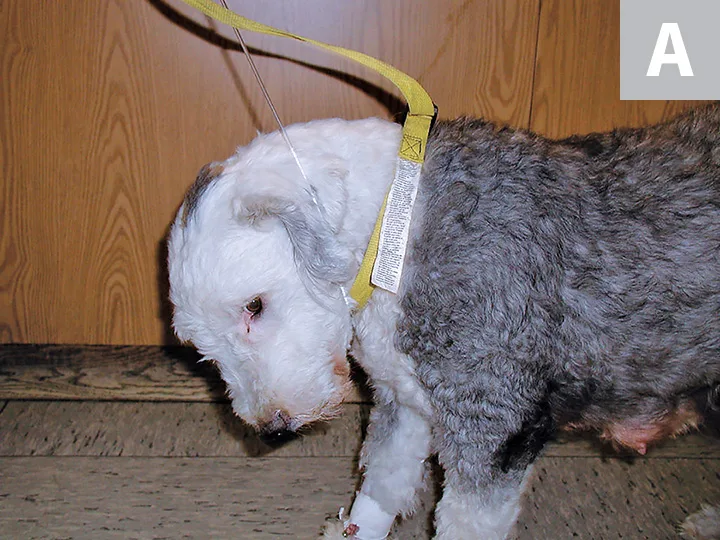 Dog on leash with head bent toward floor before treatment, then with head held upright after treatment.