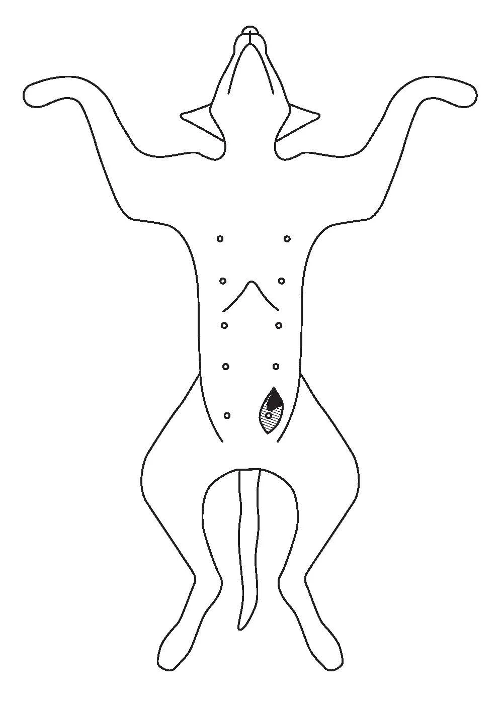 Drawing of the ventrum of a dog showing where a mammary gland would be removed near a nipple.
