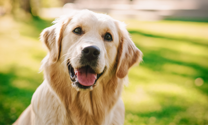 Current Understanding of Golden Retriever Pigmentary Uveitis