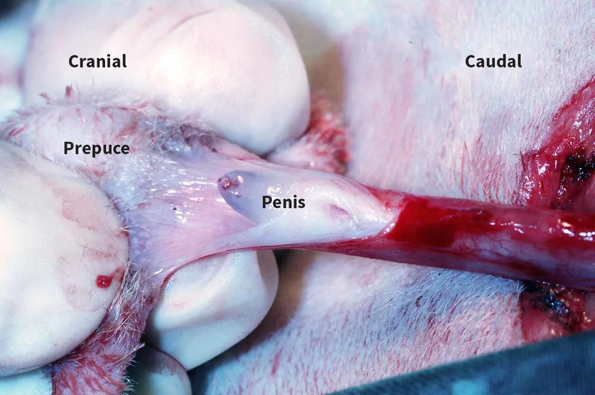 A: Intraoperative photo showing the incision of the dorsal prepuce. B: A close-up photo of the exposed distal penis.