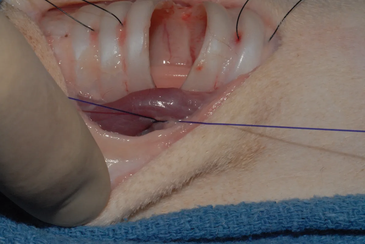 selected slide image