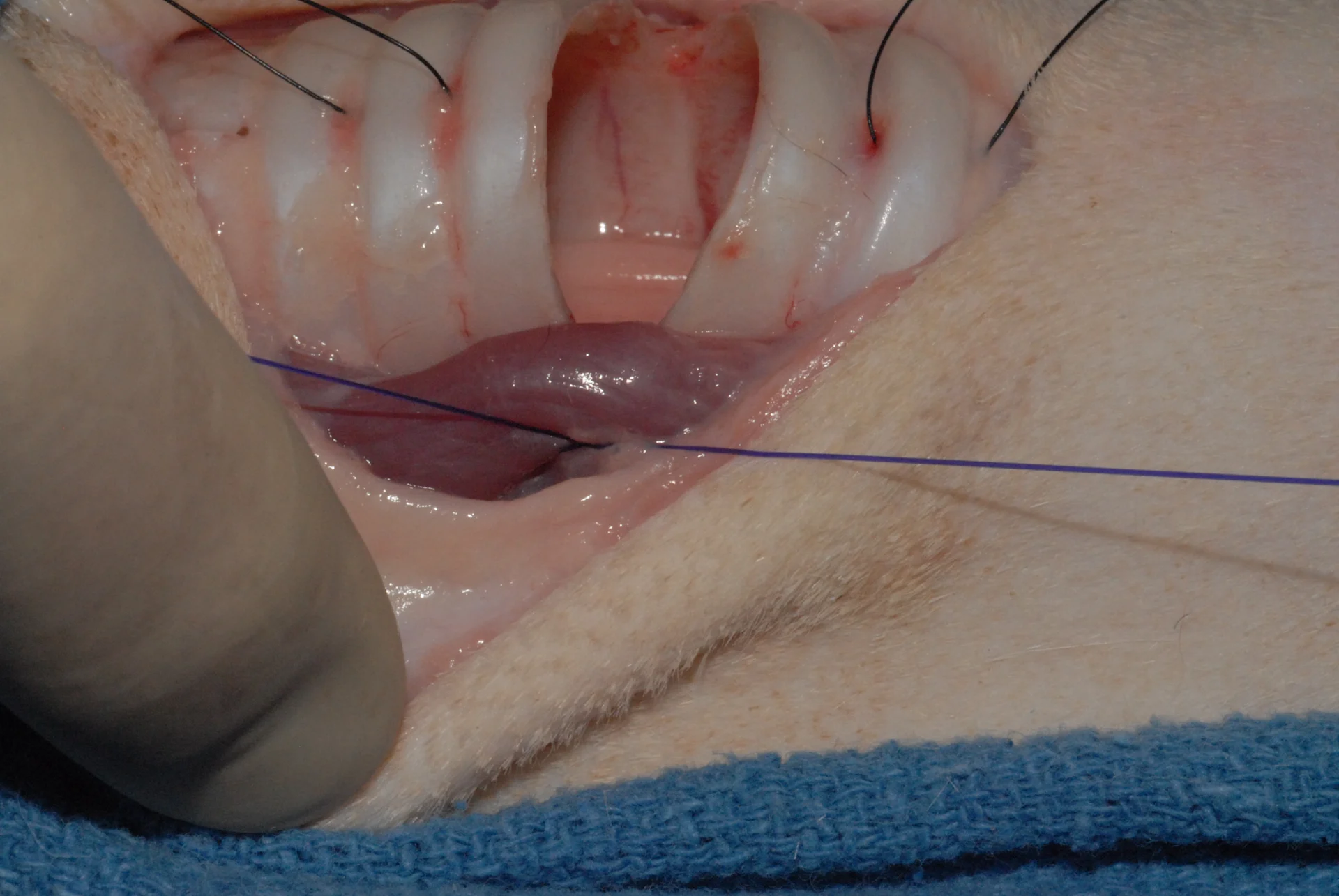 selected slide image