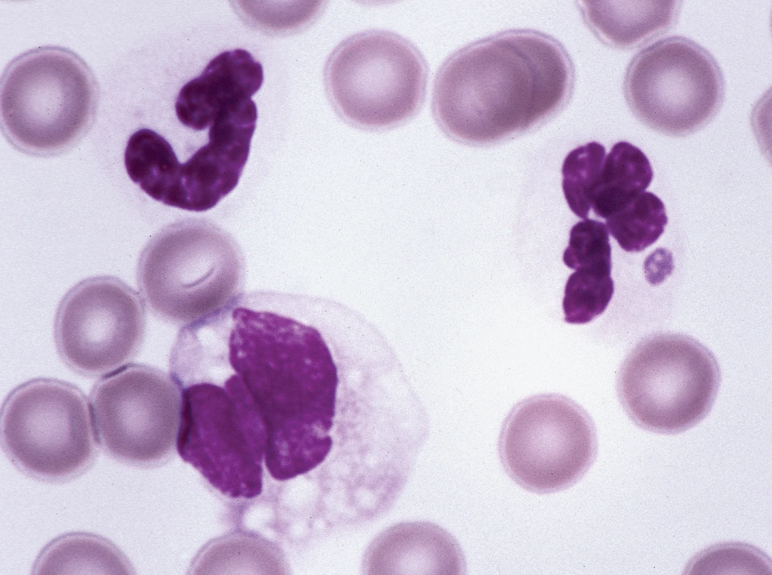 selected slide image