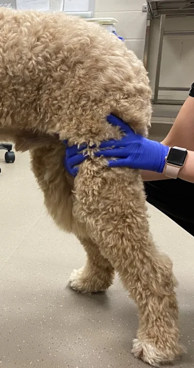 Illustration of Canine Front Leg Lameness After Pullback