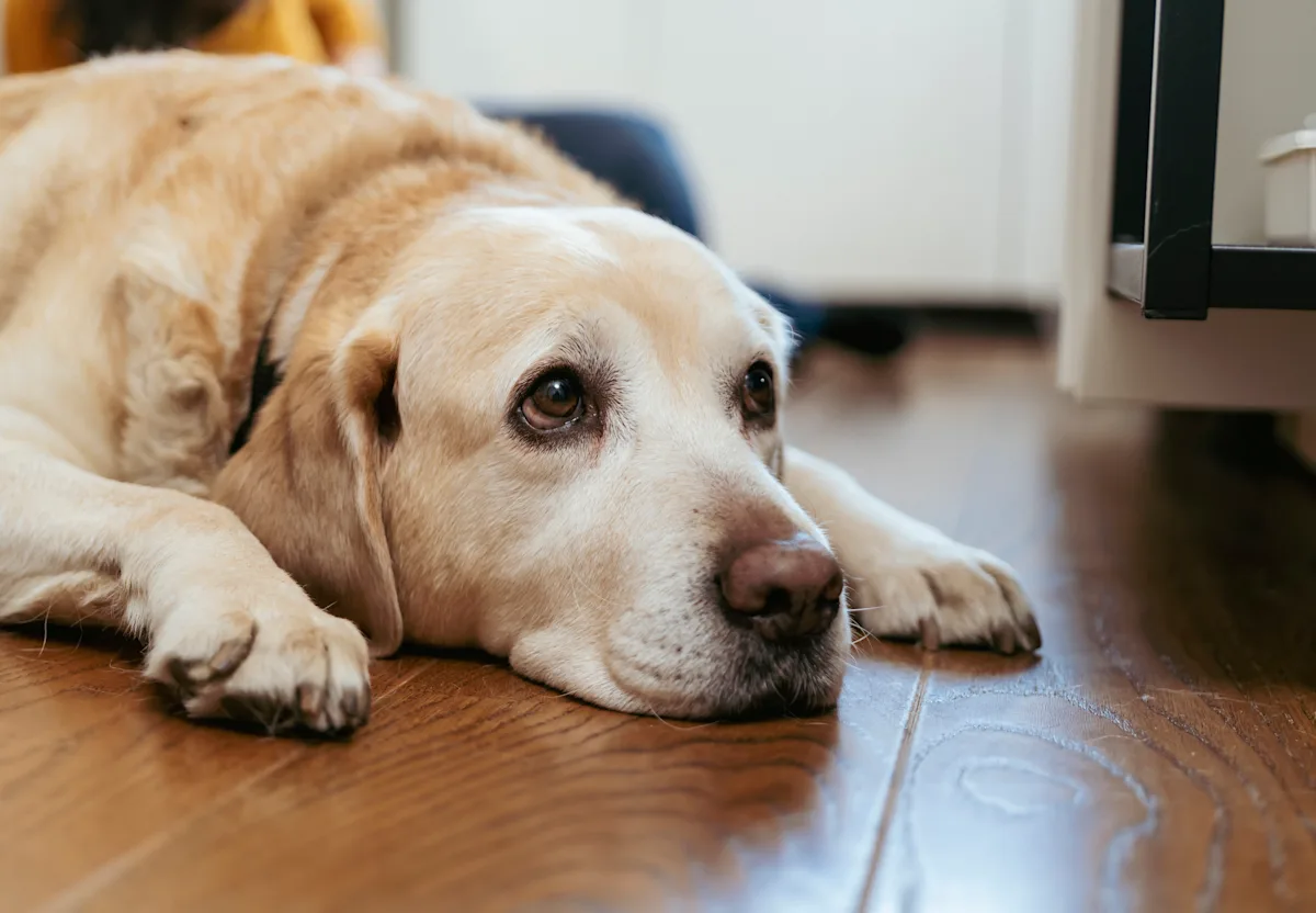 A Labrador resting on a wooden indoor floor.