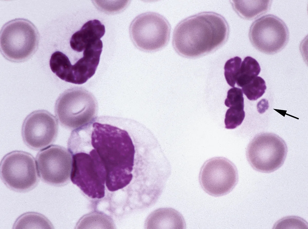 selected slide image