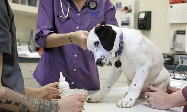 A young canine patient is seated on an examination table while several veterinary team members perform an ear-cleaning. 