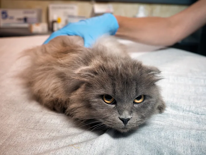 Gloved hand holding back end of a cat lying sternally on exam table and staring into camera.
