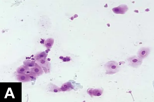 selected slide image