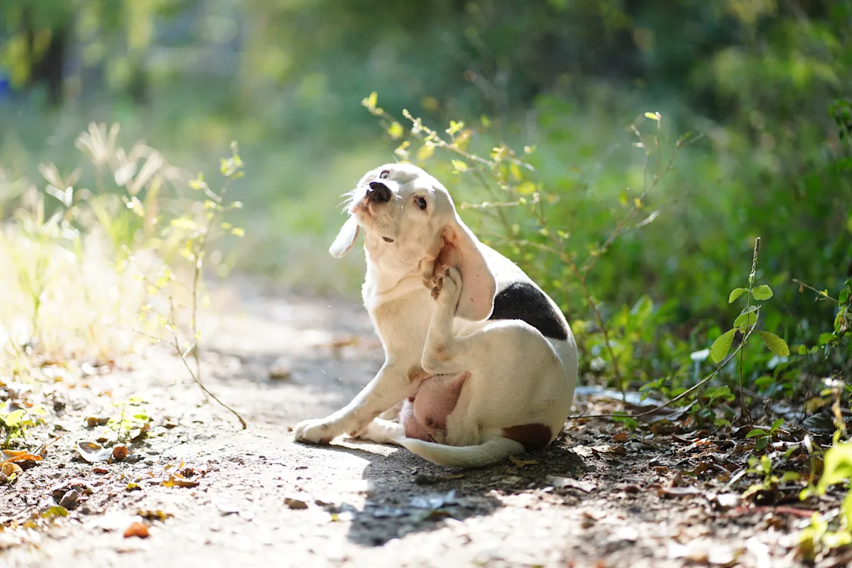A beagle sits on a sunlit path, scratching its ear with its hind leg while surrounded by greenery. The dog's posture suggests potential discomfort, indicating a need for examination for possible skin issues or parasites.