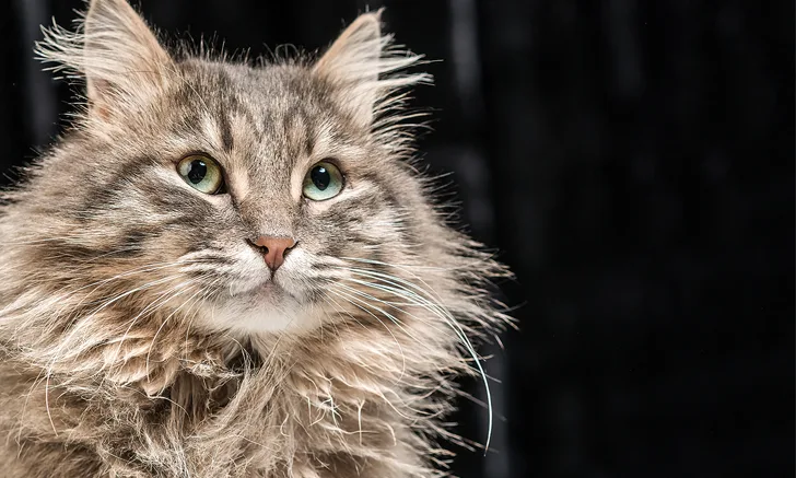 Healthy cat looking past the camera against a dark background.