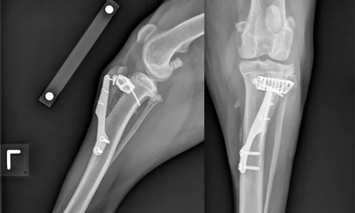 Two x-ray views of stifle joint with orthopedic hardware in place.