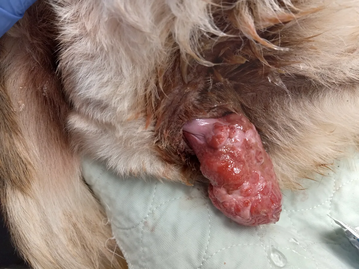 Cylindrical soft tissue protrusion with irregular surface originating from a cat's vulva.