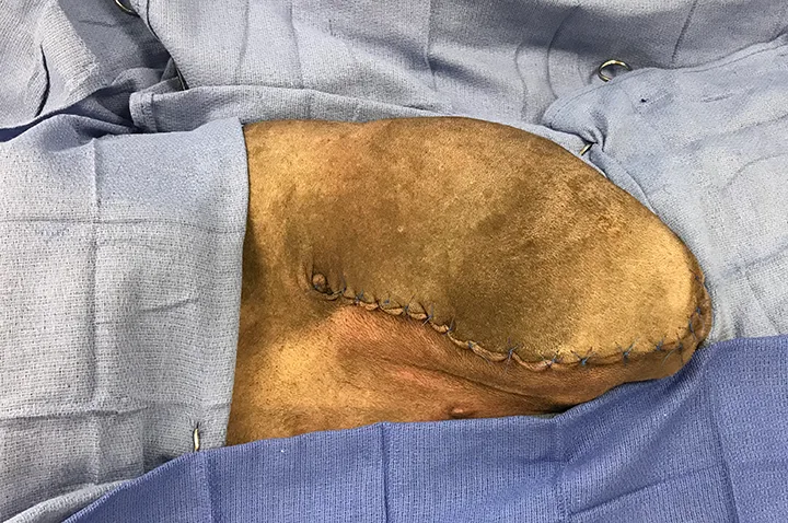 Sutured surgical site of canine pelvis after limb removal.
