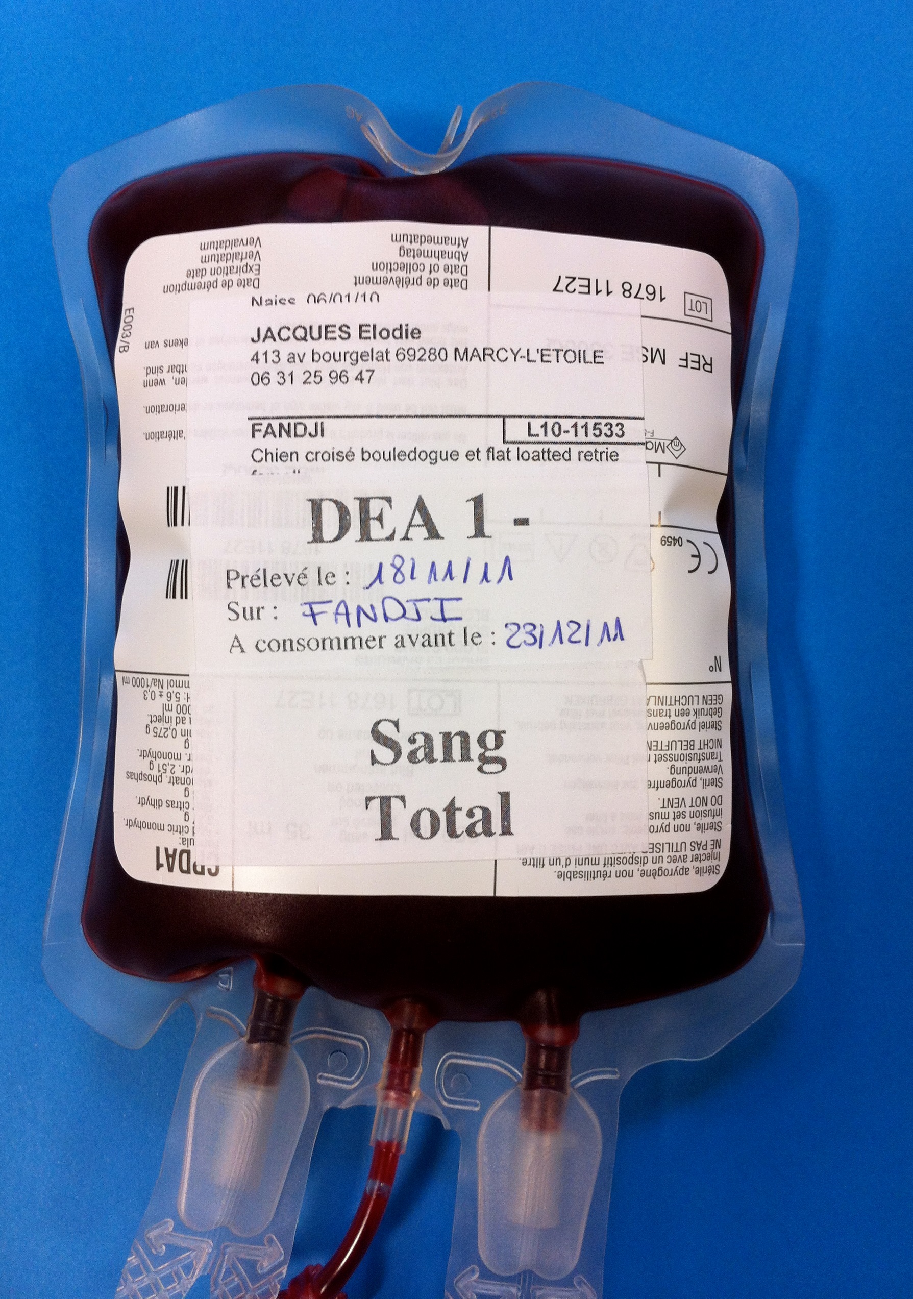 Blood Transfusion in Dogs Clinician's Brief