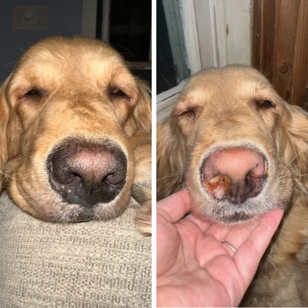Side-by-side images of the front of a dog’s nose showing progressive changes to the nasal planum over time.