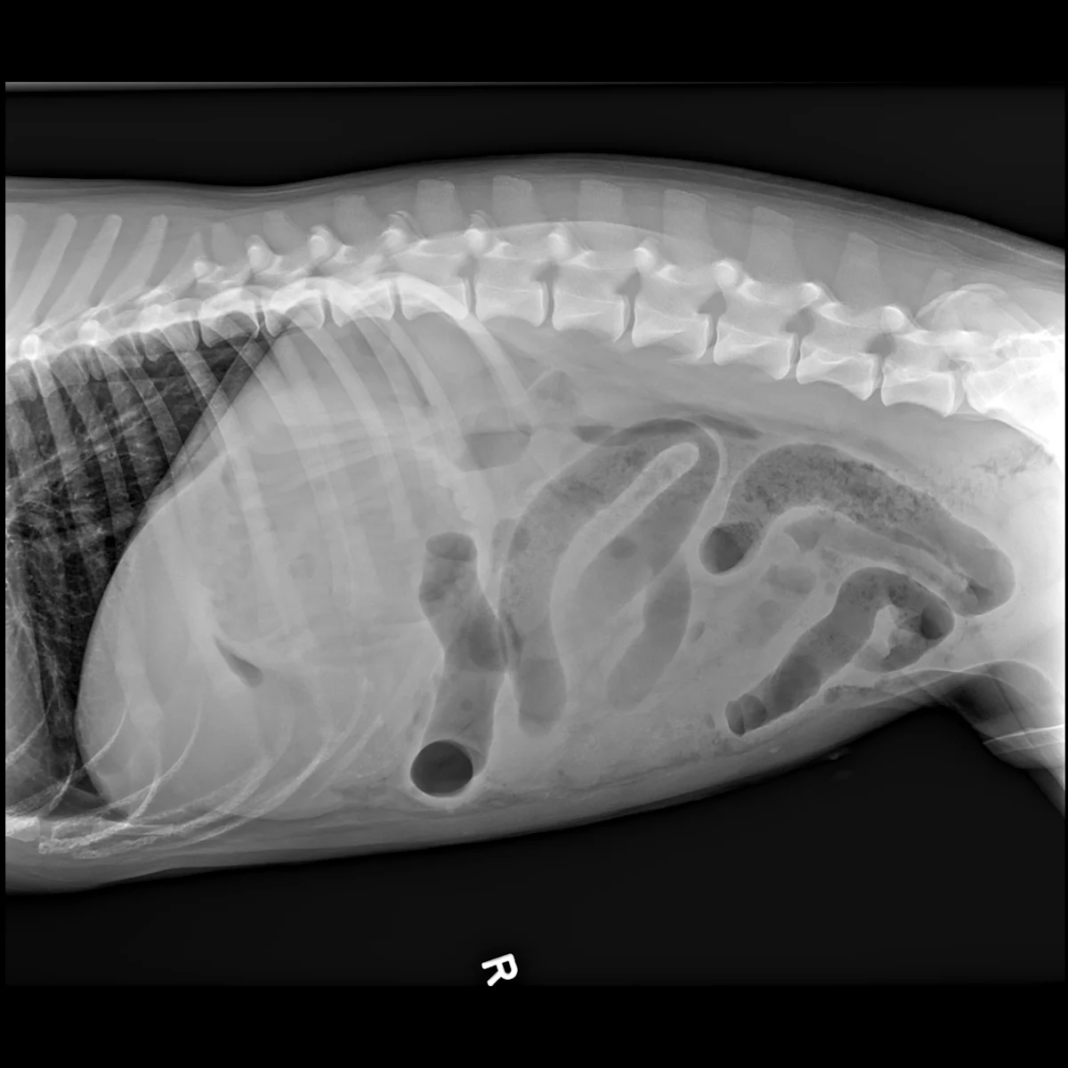 Right lateral abdominal radiograph of a canine patient with a possible intestinal obstruction.