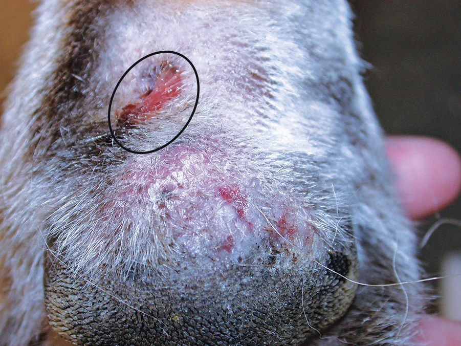 Close-up of dog limb near pad showing irregular areas of thin skin, erosions, and ulcers and circle denoting moist ulcer.