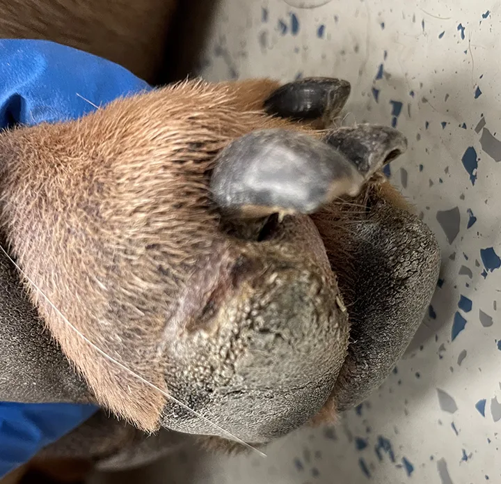 A close-up of a swollen third digit of a dog with crusting and healing ulceration.