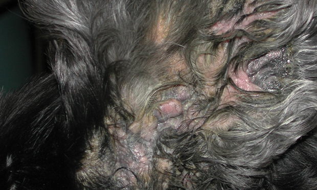 pseudomonas aeruginosa ear infection