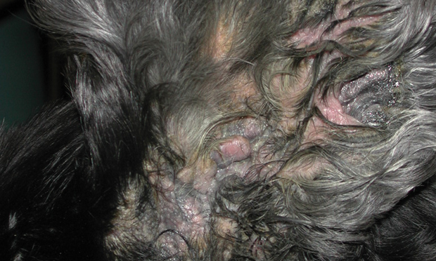 Neomycin dog ear clearance infection